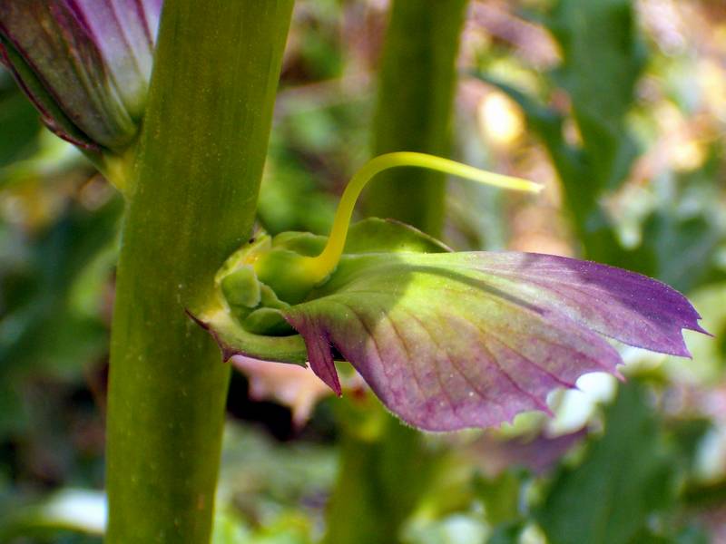 Acanthus mollis / Acanto comune, Branca orsina